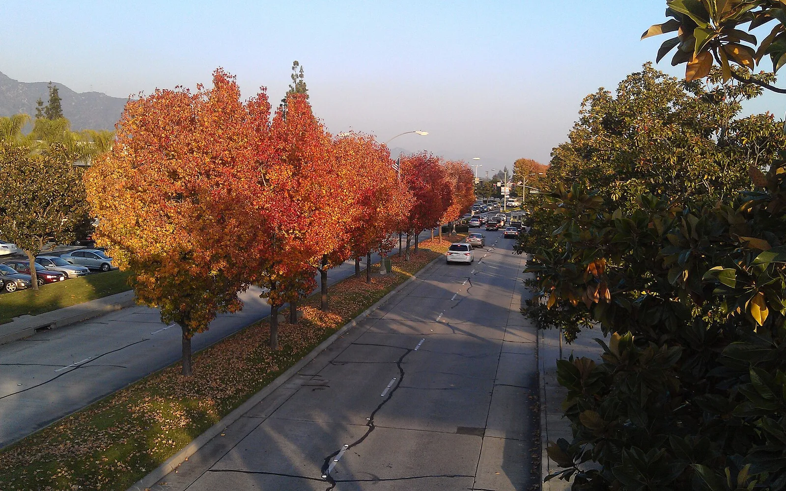 Autumn trees along Huntington Boulevard in Monrovia.
